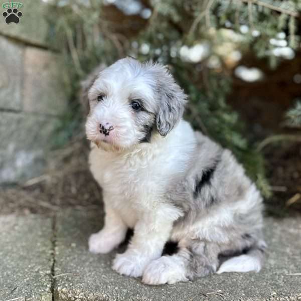 Ryder, Mini Sheepadoodle Puppy